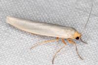 Eilema caniola