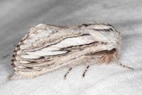 Pachypasa limosa