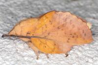 Gastropacha populifolia