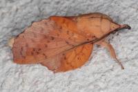 Gastropacha populifolia
