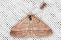 Scopula rubiginata