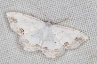 Scopula ornata