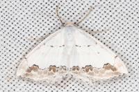 Scopula ornata