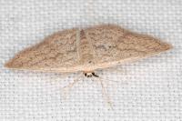Scopula minorata
