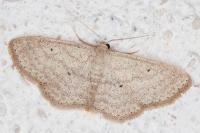 Scopula minorata