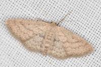 Scopula minorata