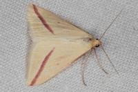Rhodometra sacraria