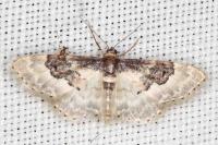 Idaea rusticata