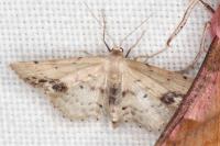 Idaea dimidiata