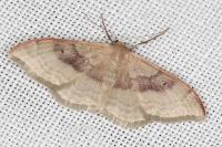 Idaea degeneraria