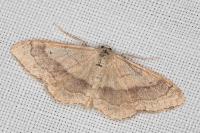 Idaea aversata