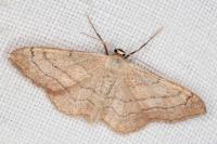 Idaea aversata