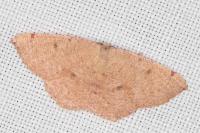 Cyclophora puppillaria