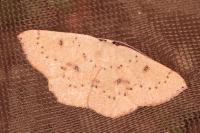 Cyclophora puppillaria