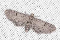 Eupithecia ultimaria