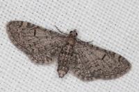 Eupithecia ultimaria