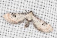 Eupithecia centaureata