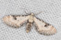 Eupithecia centaureata