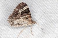 Epirrhoe alternata