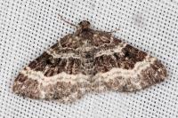 Epirrhoe alternata