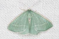 Chlorissa viridata
