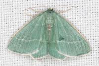 Chlorissa viridata