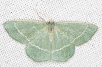 Chlorissa viridata