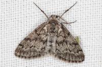 Tephronia sepiaria