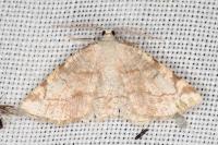Stegania trimaculata