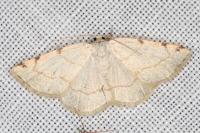 Stegania trimaculata