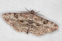 Peribatodes rhomboidaria rhomboidaria