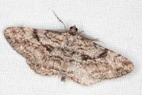 Peribatodes rhomboidaria rhomboidaria