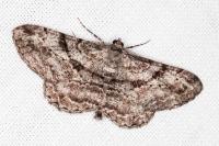 Peribatodes rhomboidaria rhomboidaria