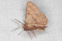 Isturgia murinaria