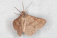 Isturgia murinaria