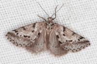 Eumannia oranaria