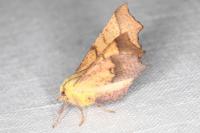 Ennomos alniaria