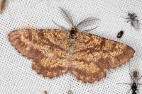 Ematurga atomaria