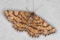 Ematurga atomaria