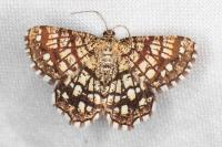 Chiasmia clathrata