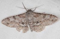 Ascotis selenaria