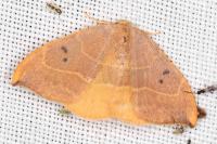 Watsonalla binaria