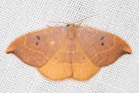 Watsonalla binaria