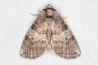 Tethea ocularis