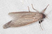 Phragmataecia castaneae