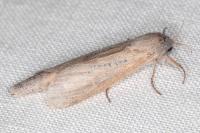 Phragmataecia castaneae