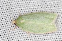 Tortrix viridana