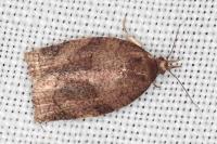 Pandemis dumetana