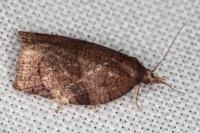 Pandemis dumetana