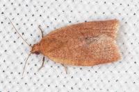 Clepsis consimilana